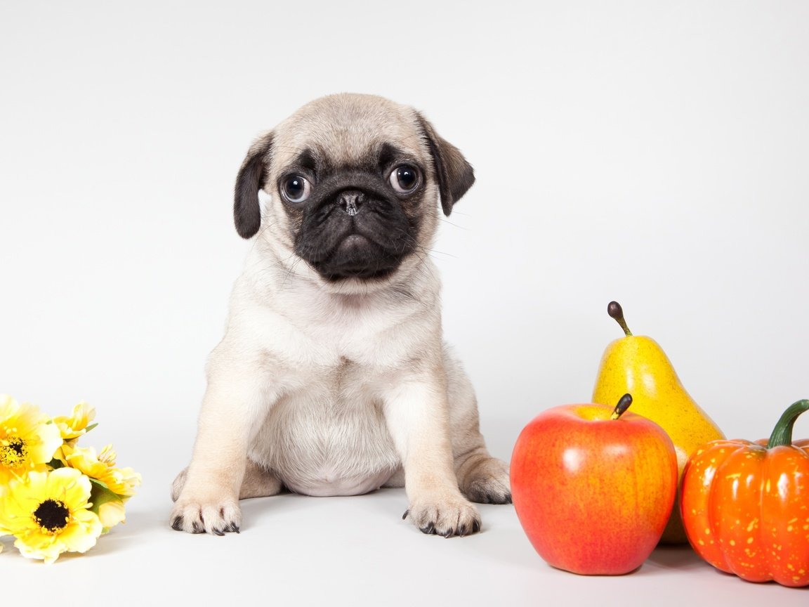 Обои цветы, щенок, яблоко, тыква, мопс, груша, flowers, puppy, apple, pumpkin, pug, pear разрешение 3500x2140 Загрузить