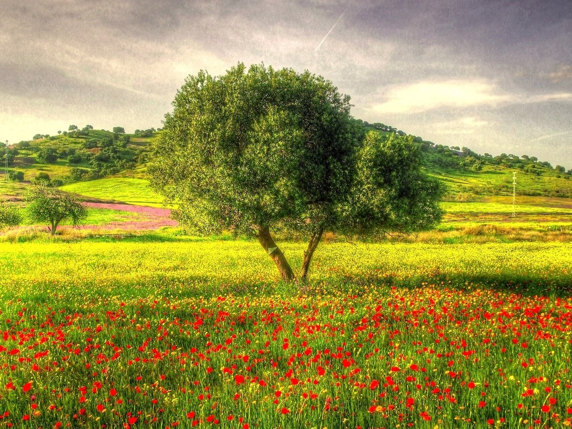 Обои трава, дерево, маки, луг, hdr, grass, tree, maki, meadow разрешение 2000x1277 Загрузить