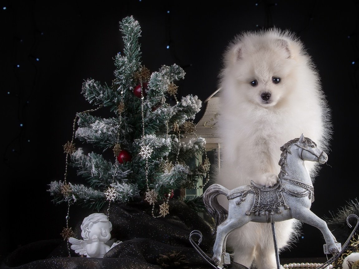 Обои новый год, белый, щенок, ангел, ель, праздник, конь, шпиц, new year, white, puppy, angel, spruce, holiday, horse, spitz разрешение 3300x2105 Загрузить