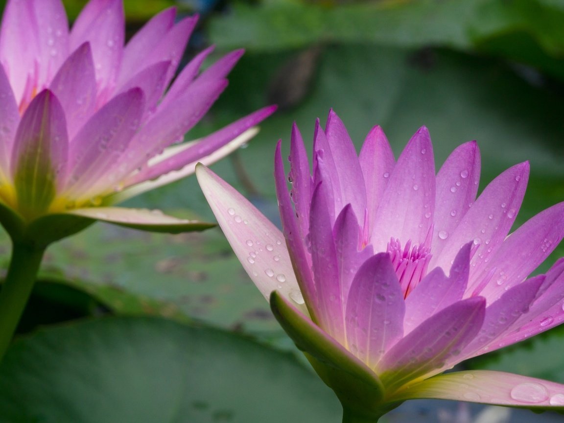 Обои макро, капли, лепестки, сиреневая, нимфея, водяная лилия, macro, drops, petals, lilac, nymphaeum, water lily разрешение 1970x1147 Загрузить