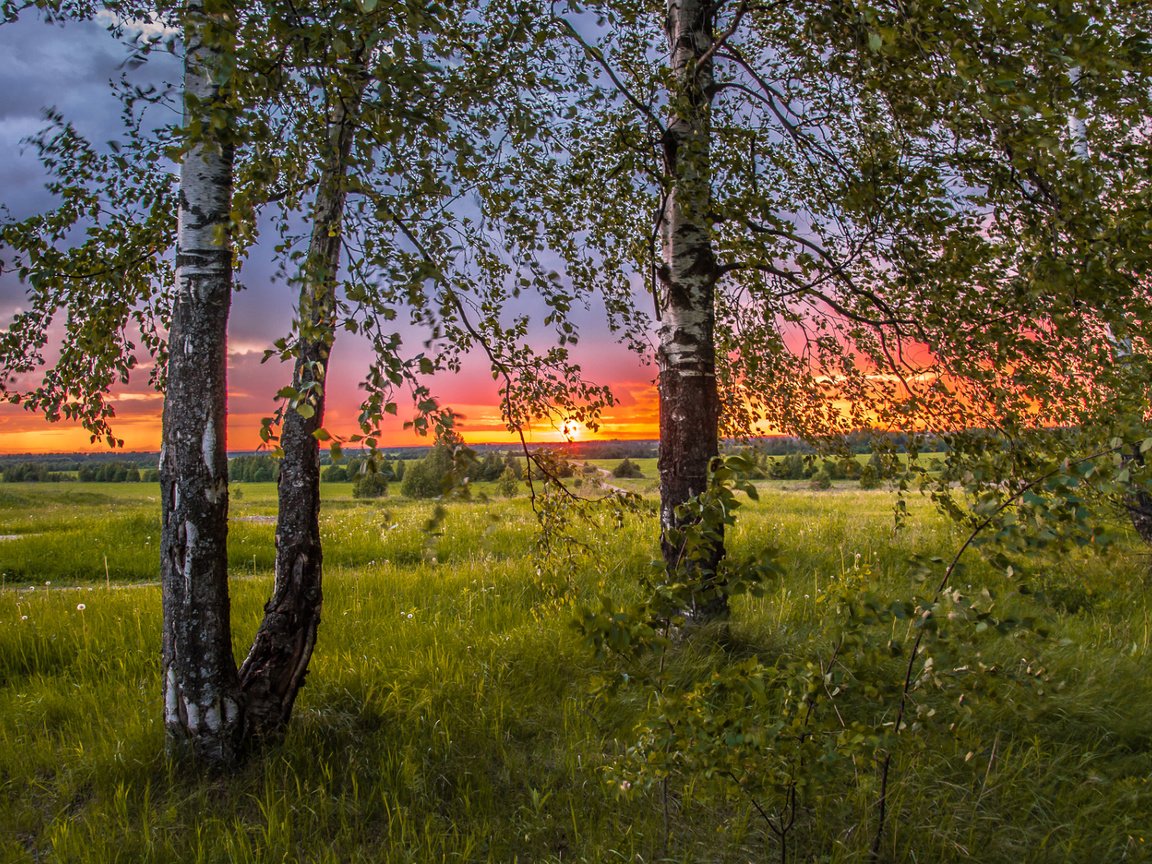 Обои небо, трава, деревья, солнце, природа, закат, березы, сумерки, the sky, grass, trees, the sun, nature, sunset, birch, twilight разрешение 1920x1164 Загрузить