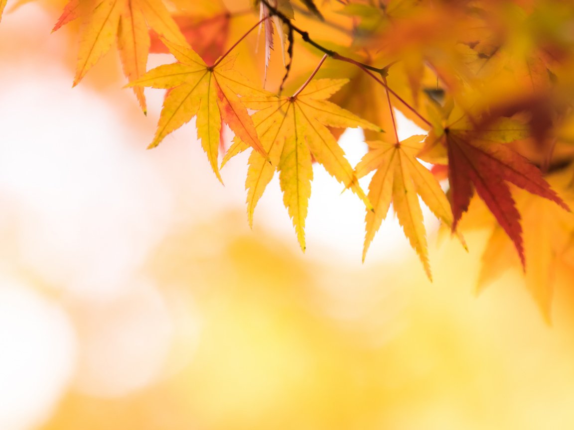 Обои природа, желтый, листья, осень, клен, кленовый лист, боке, nature, yellow, leaves, autumn, maple, maple leaf, bokeh разрешение 2048x1362 Загрузить