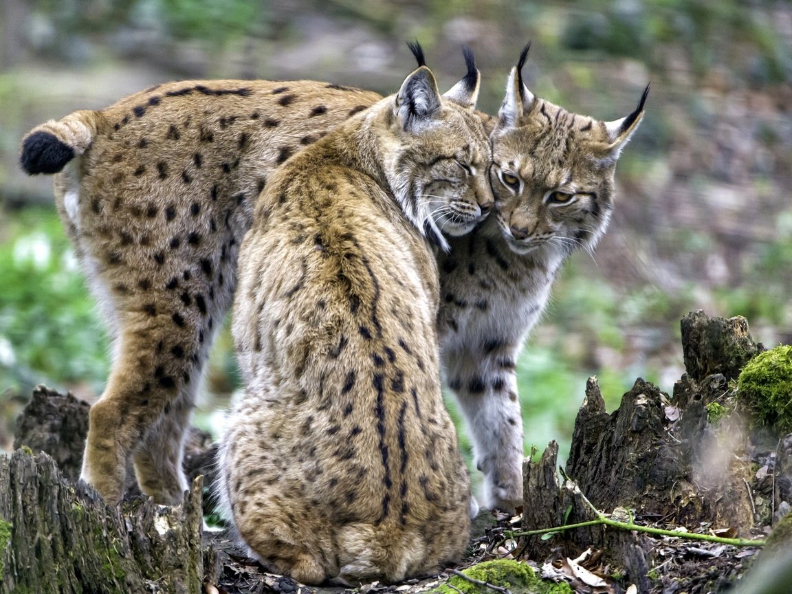 Обои рысь, пара, чувства, рыси, lynx, pair, feelings разрешение 2400x1598 Загрузить