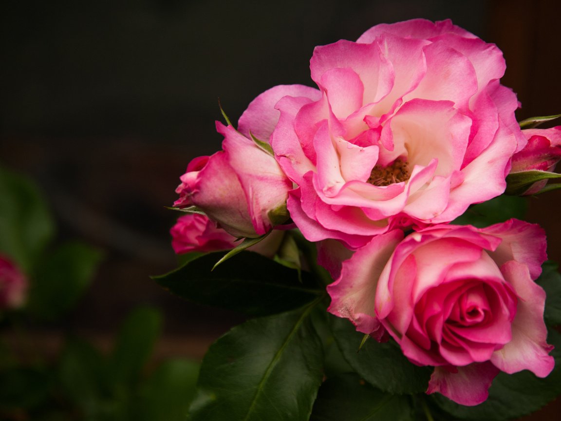 Обои бутоны, макро, фон, розы, лепестки, buds, macro, background, roses, petals разрешение 4163x2770 Загрузить