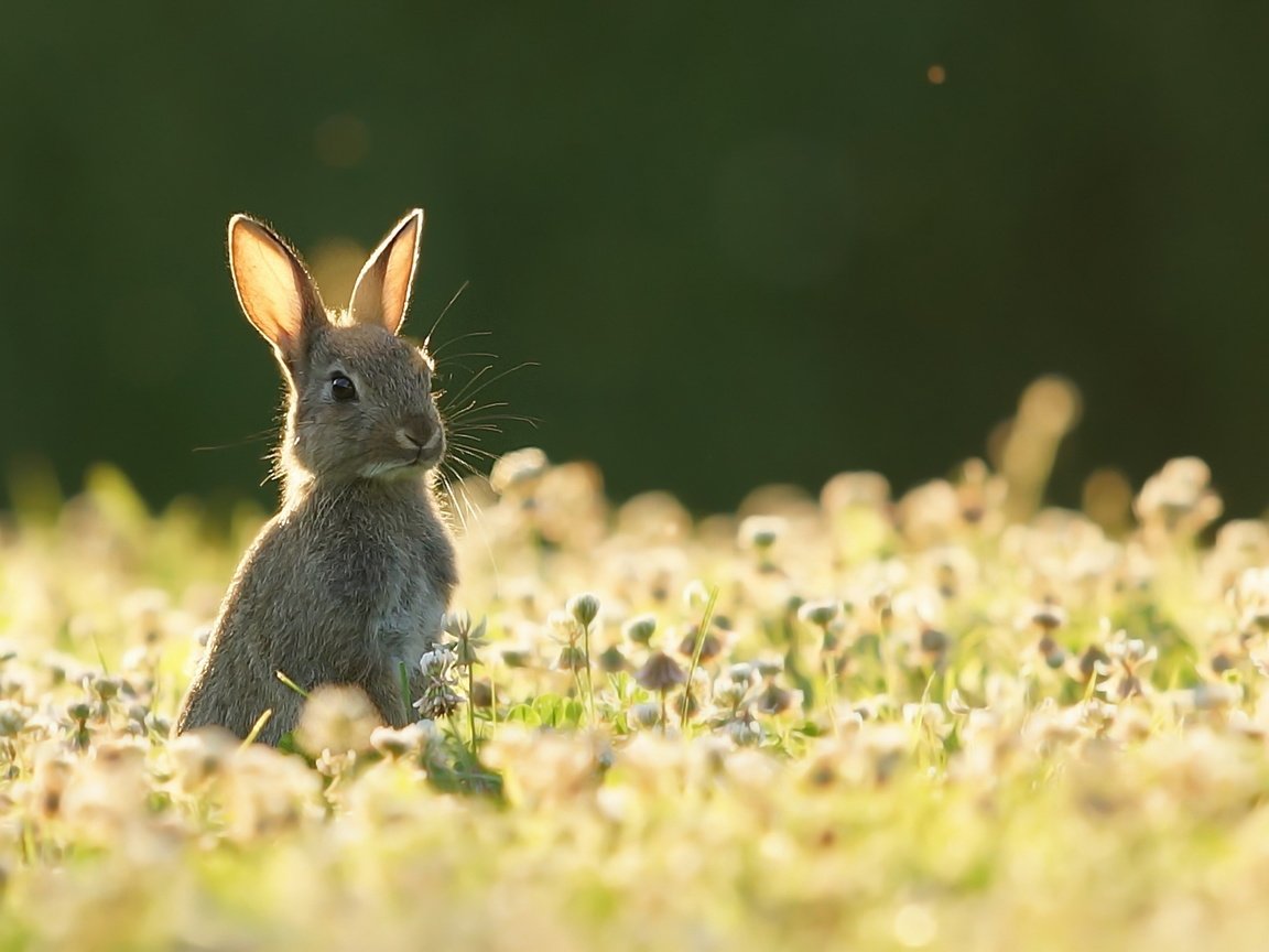 Обои природа, лето, заяц, nature, summer, hare разрешение 1920x1279 Загрузить