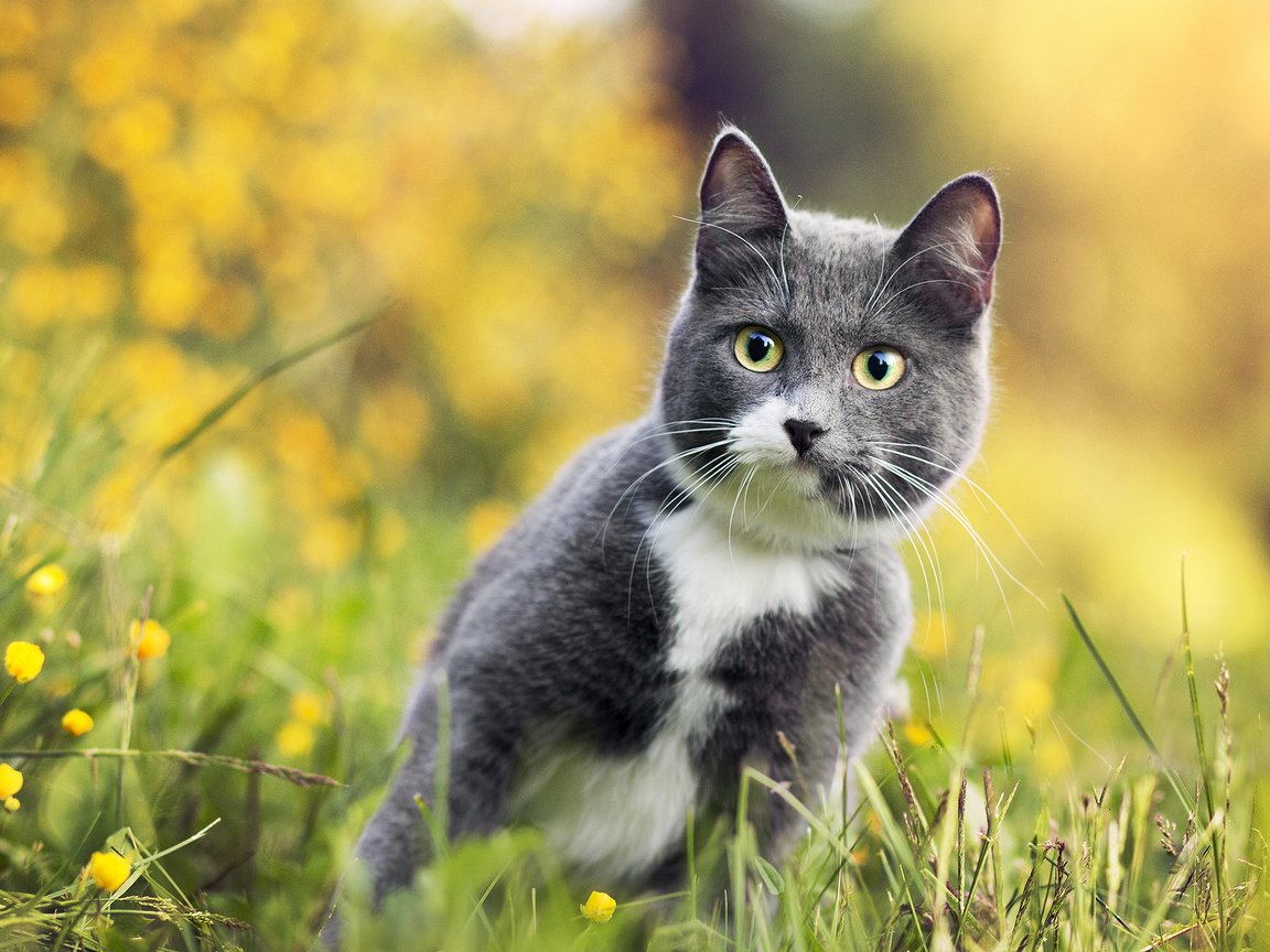 Обои цветы, трава, кот, серый, боке, flowers, grass, cat, grey, bokeh разрешение 2000x1443 Загрузить