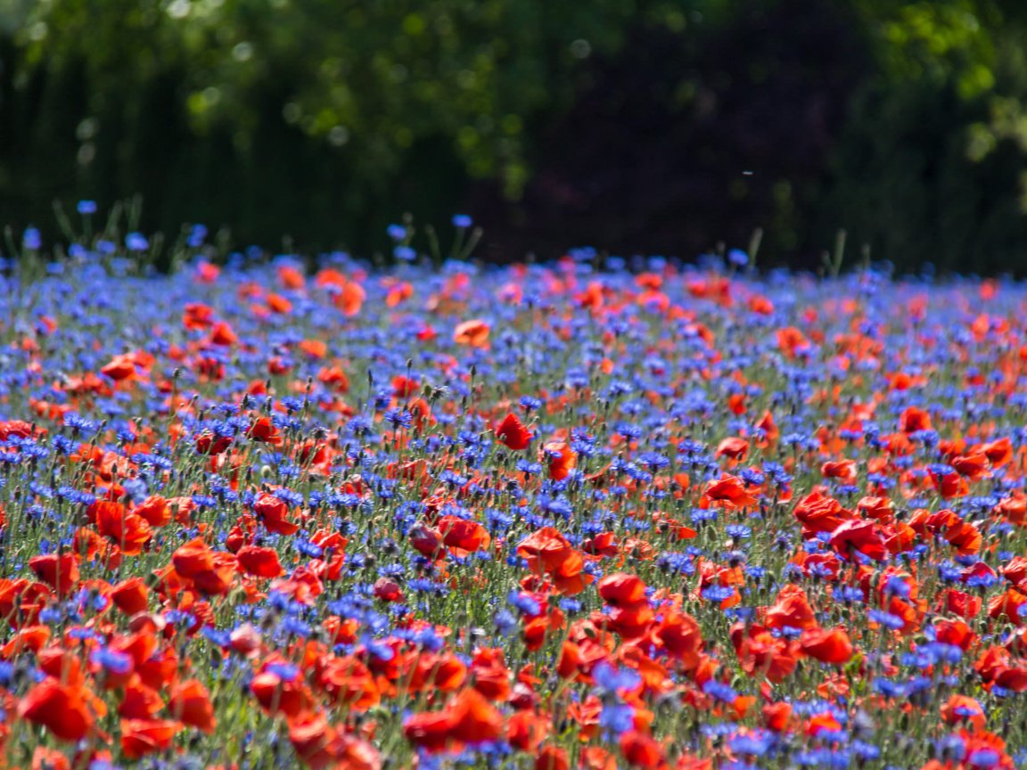 Обои природа, маки, васильки, nature, maki, cornflowers разрешение 2048x1365 Загрузить