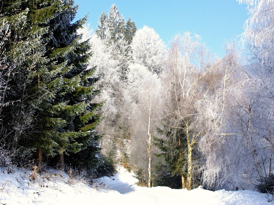 Обои снег, лес, зима, березы, елки, snow, forest, winter, birch, tree разрешение 2540x1700 Загрузить