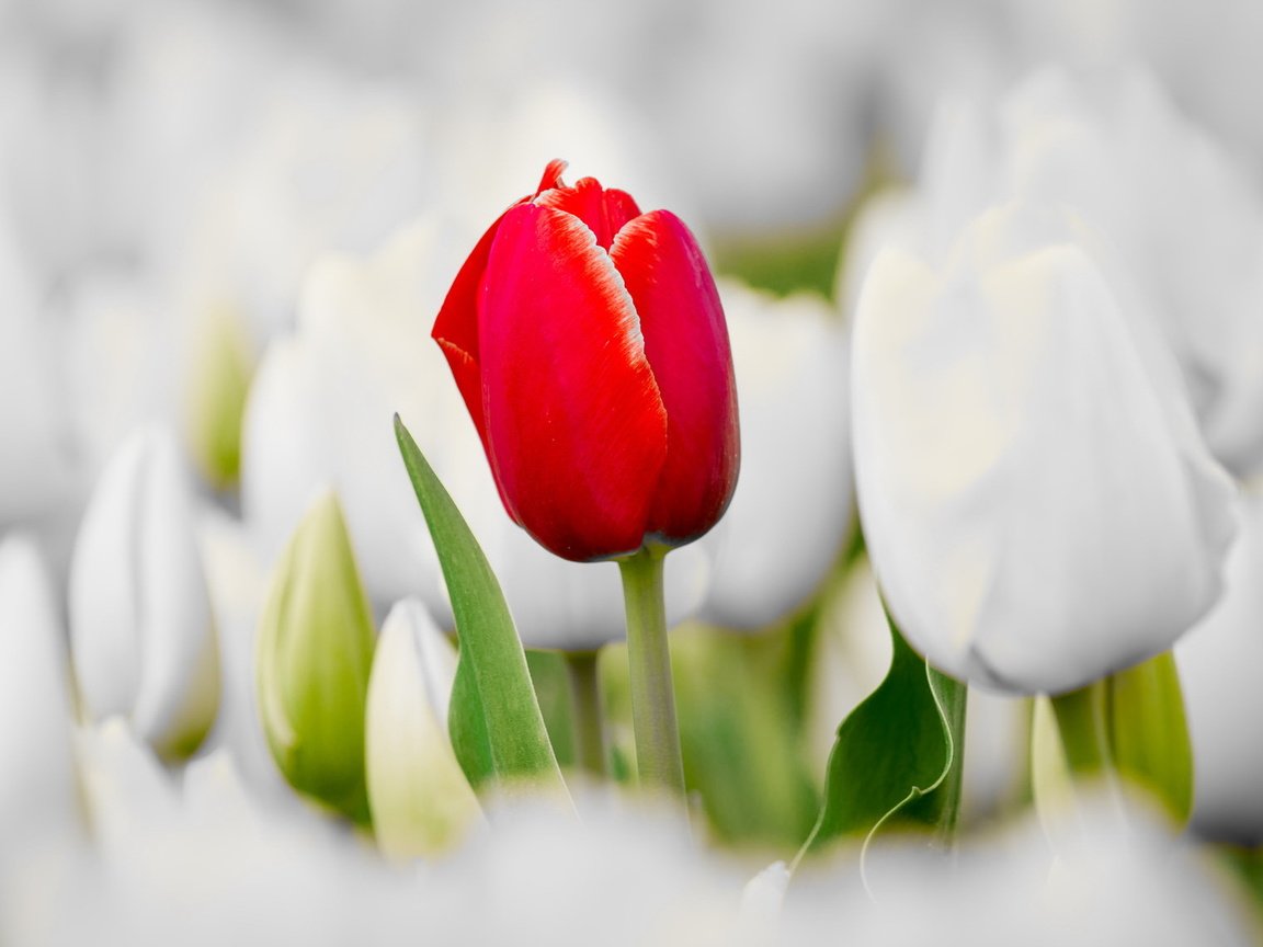 Обои цветы, природа, лето, тюльпаны, flowers, nature, summer, tulips разрешение 2048x1138 Загрузить