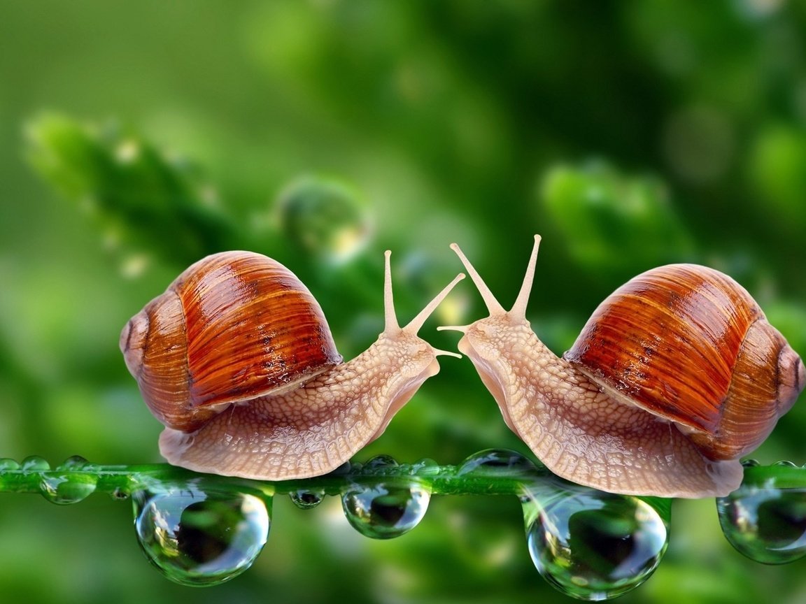 Обои капли, лето, улитка, drops, summer, snail разрешение 1920x1080 Загрузить