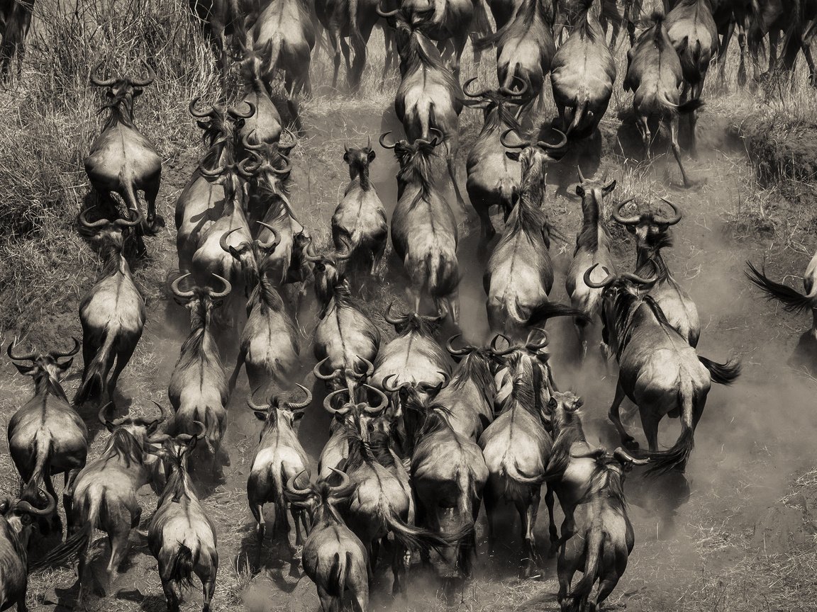 Обои чёрно-белое, африка, стадо, кения, буйволы, black and white, africa, the herd, kenya, buffalo разрешение 2048x1152 Загрузить