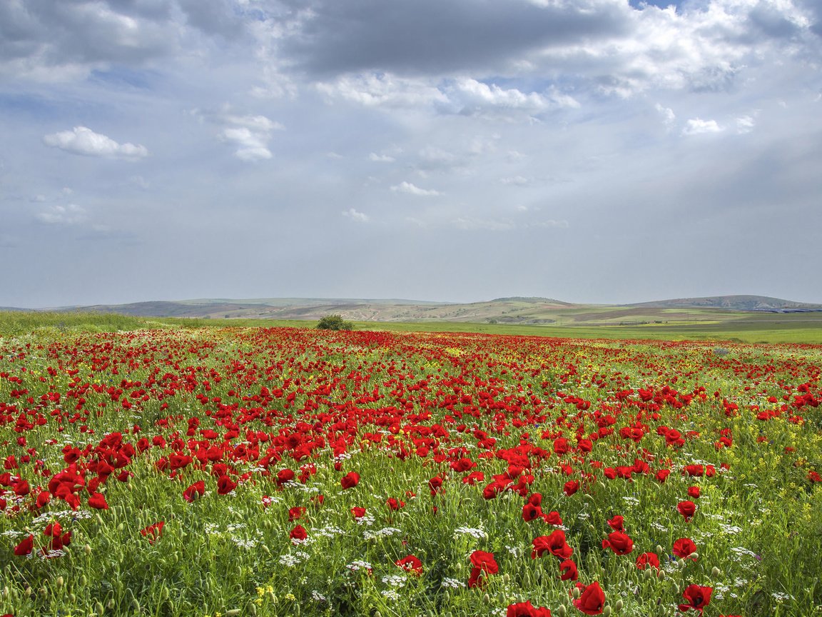 Обои небо, луга, цветы, трава, облака, природа, поле, горизонт, маки, the sky, meadows, flowers, grass, clouds, nature, field, horizon, maki разрешение 2048x1152 Загрузить