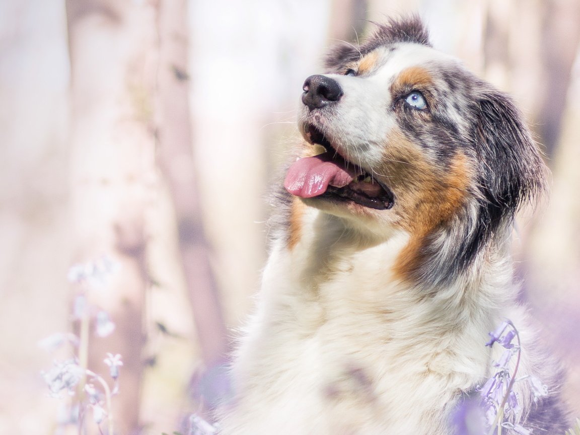 Обои собака, весна, колокольчики, аусси, dog, spring, bells, aussie разрешение 3049x1715 Загрузить