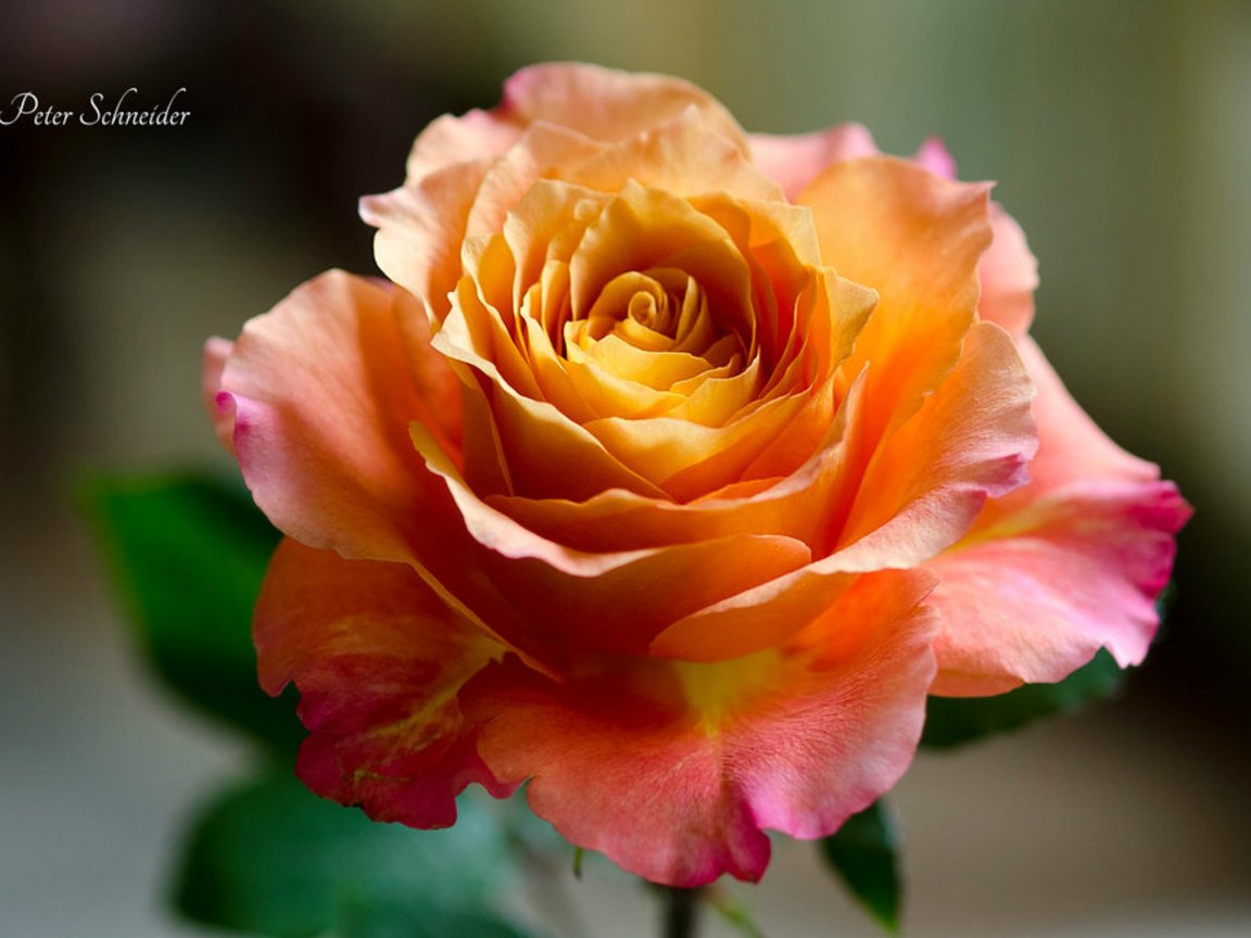 Обои роза, лепестки, размытость, rose, petals, blur разрешение 1920x1223 Загрузить