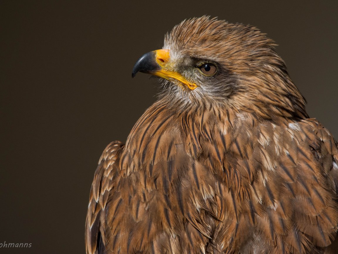 Обои взгляд, орел, хищник, птица, клюв, перья, хищная птица, look, eagle, predator, bird, beak, feathers, bird of prey разрешение 2048x1301 Загрузить