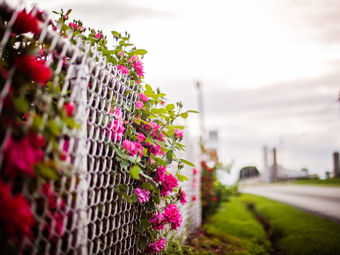 Обои цветы, фон, забор, flowers, background, the fence разрешение 2048x1365 Загрузить