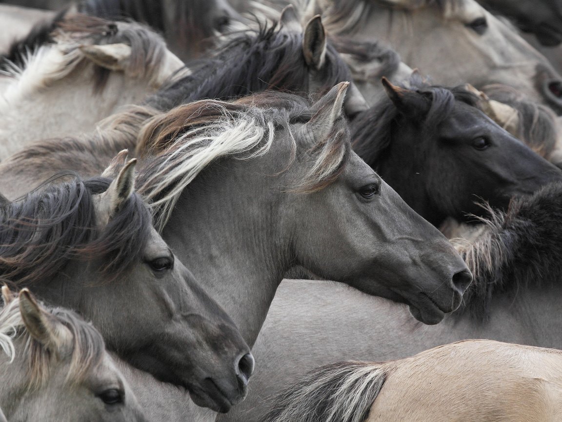 Обои лошади, кони, табун, морды, дикие лошади, horse, horses, the herd, muzzle, wild horses разрешение 3000x2000 Загрузить