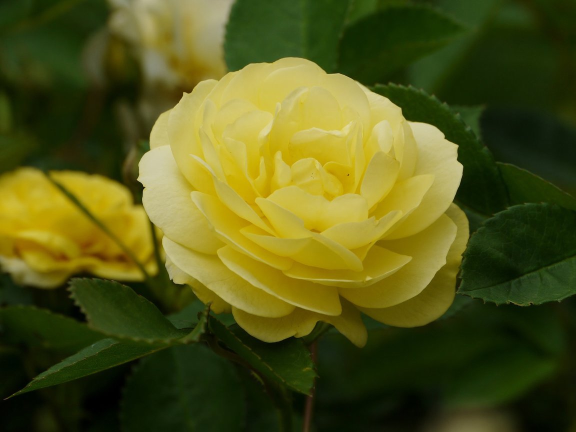 Обои макро, роза, бутон, желтая роза, macro, rose, bud, yellow rose разрешение 2048x1368 Загрузить