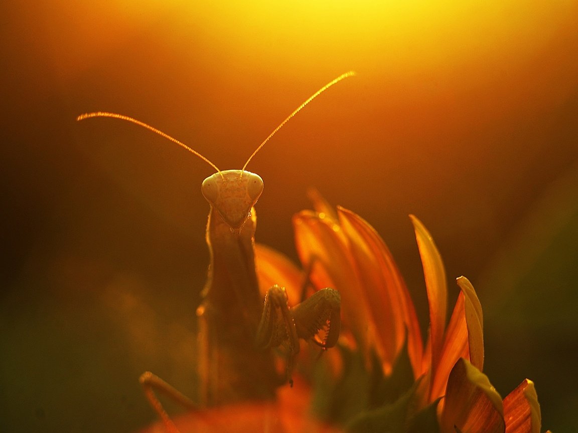 Обои солнце, макро, насекомое, лучи, цветок, растение, богомол, the sun, macro, insect, rays, flower, plant, mantis разрешение 1928x1277 Загрузить