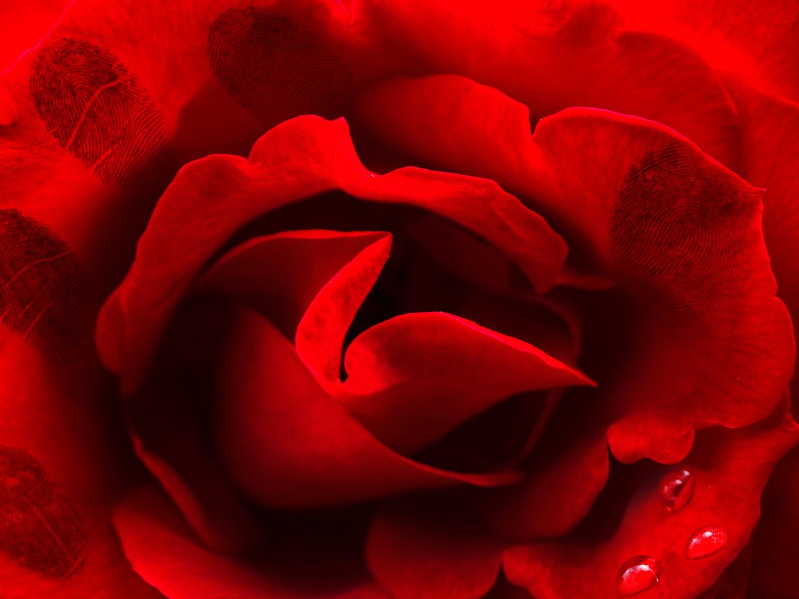 Обои капли, роза, красная, краcный, отпечатки пальцев, drops, rose, red, fingerprints разрешение 4592x3056 Загрузить