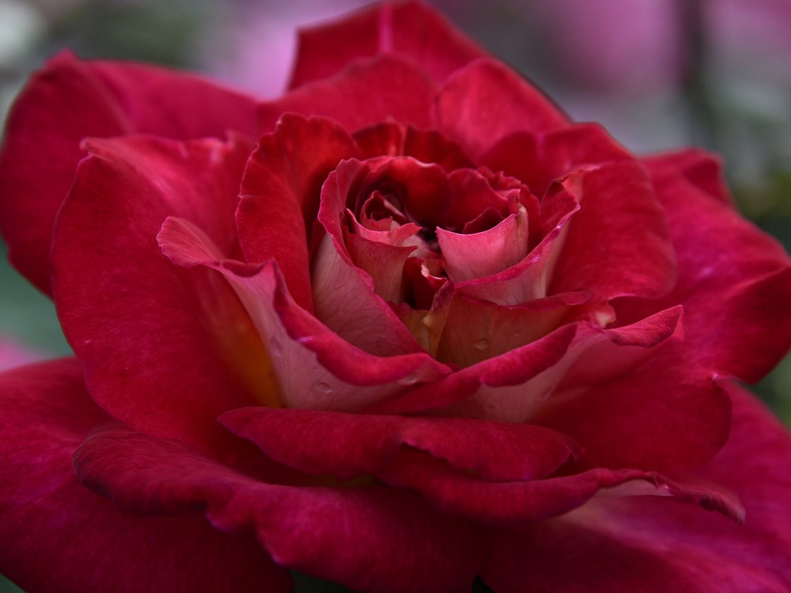 Обои макро, роза, лепестки, бутон, macro, rose, petals, bud разрешение 2048x1369 Загрузить