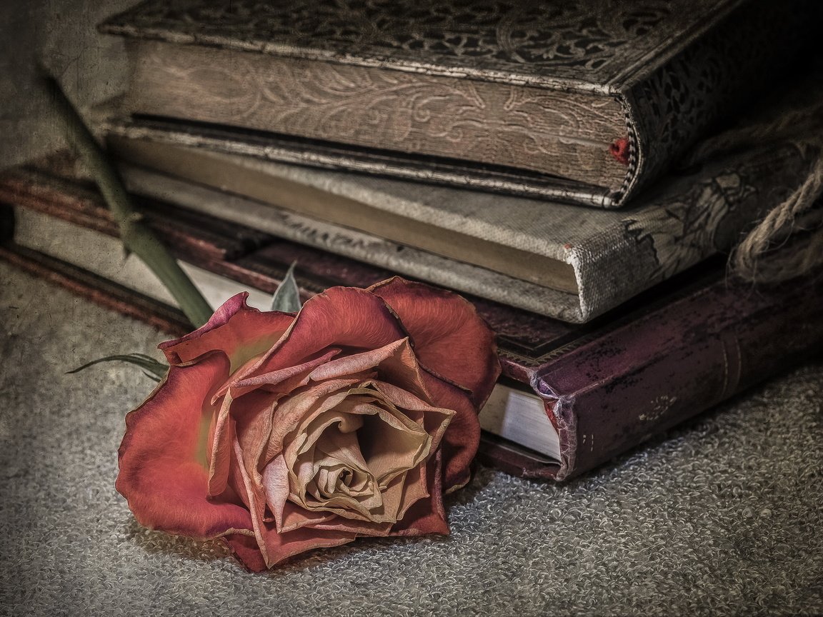 Обои фон, роза, книги, background, rose, books разрешение 2560x1696 Загрузить