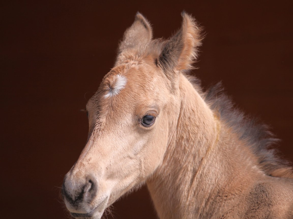 Обои лошадь, взгляд, мордашка, конь, жеребенок, horse, look, face, foal разрешение 3456x2304 Загрузить