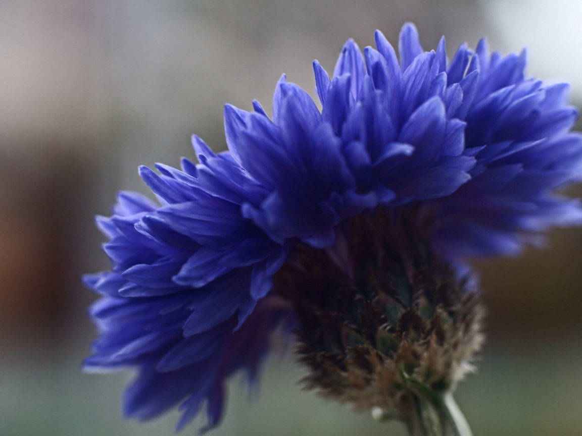 Обои фокус камеры, макро, синий, цветок, василек, крупным планом, the focus of the camera, macro, blue, flower, cornflower, closeup разрешение 2048x1363 Загрузить