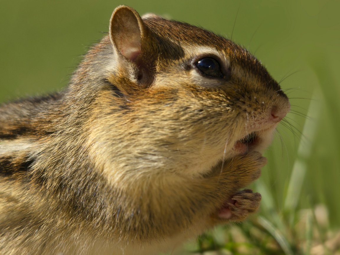 Обои трава, бурундук, грызун, grass, chipmunk, rodent разрешение 2043x1430 Загрузить