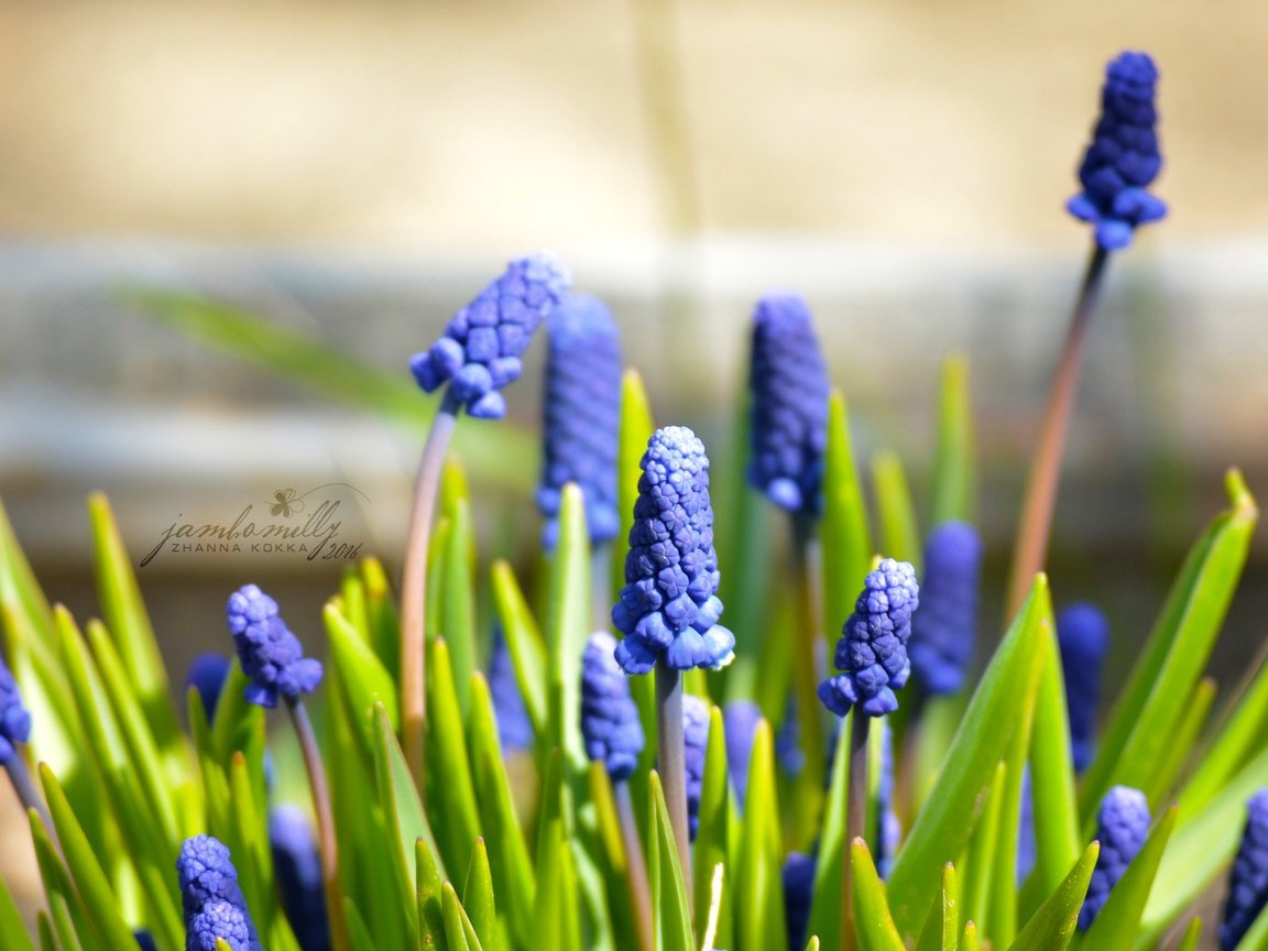 Обои цветы, макро, весна, синие, май, мускари, мышиный гиацинт, flowers, macro, spring, blue, may, muscari, hyacinth mouse разрешение 2992x2000 Загрузить
