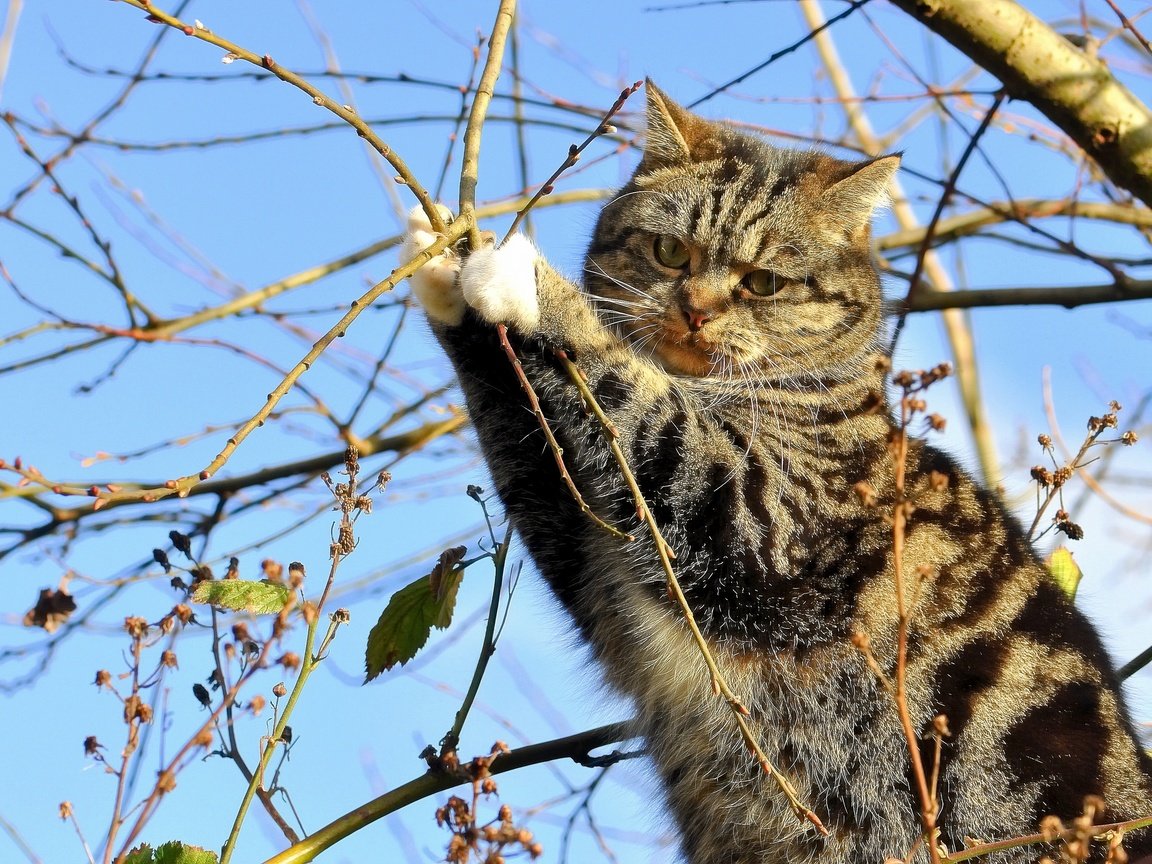 Обои дерево, кот, ветки, кошка, на дереве, tree, cat, branches, on the tree разрешение 3694x2597 Загрузить