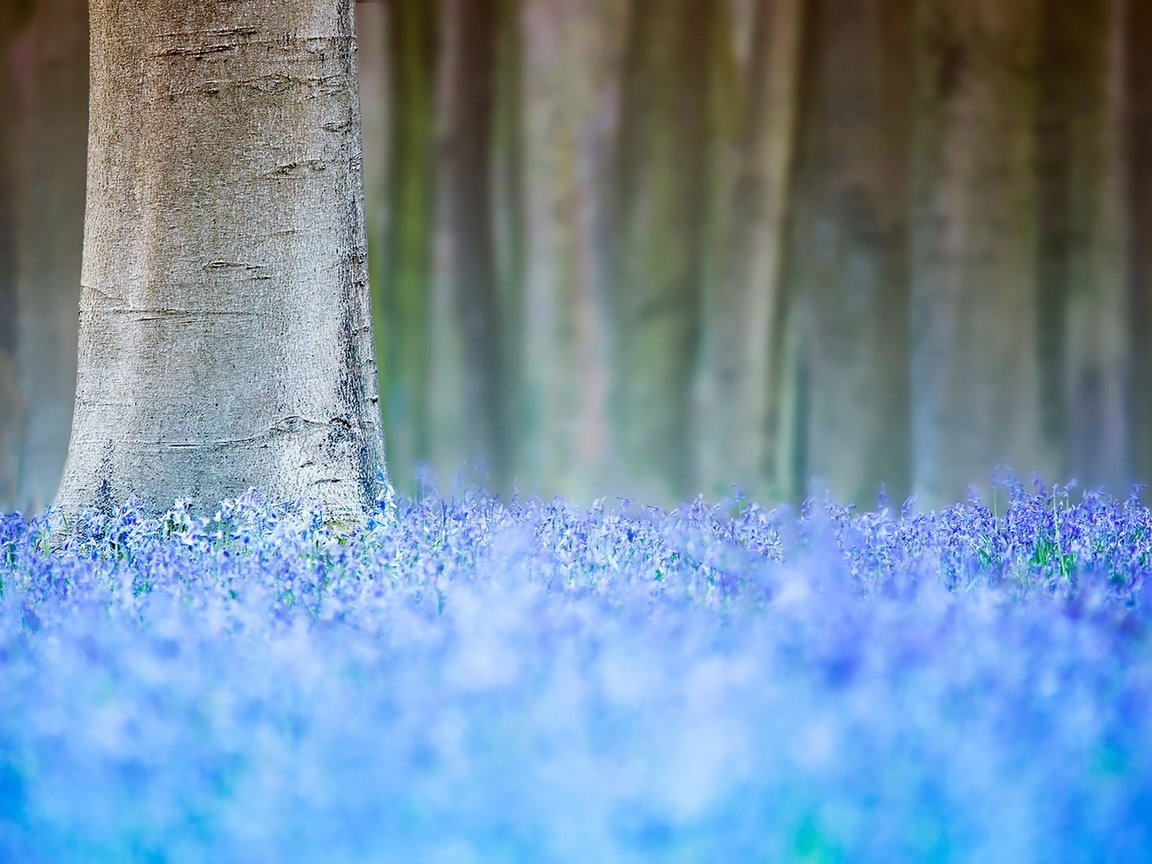 Обои цветы, дерево, весна, flowers, tree, spring разрешение 1920x1280 Загрузить