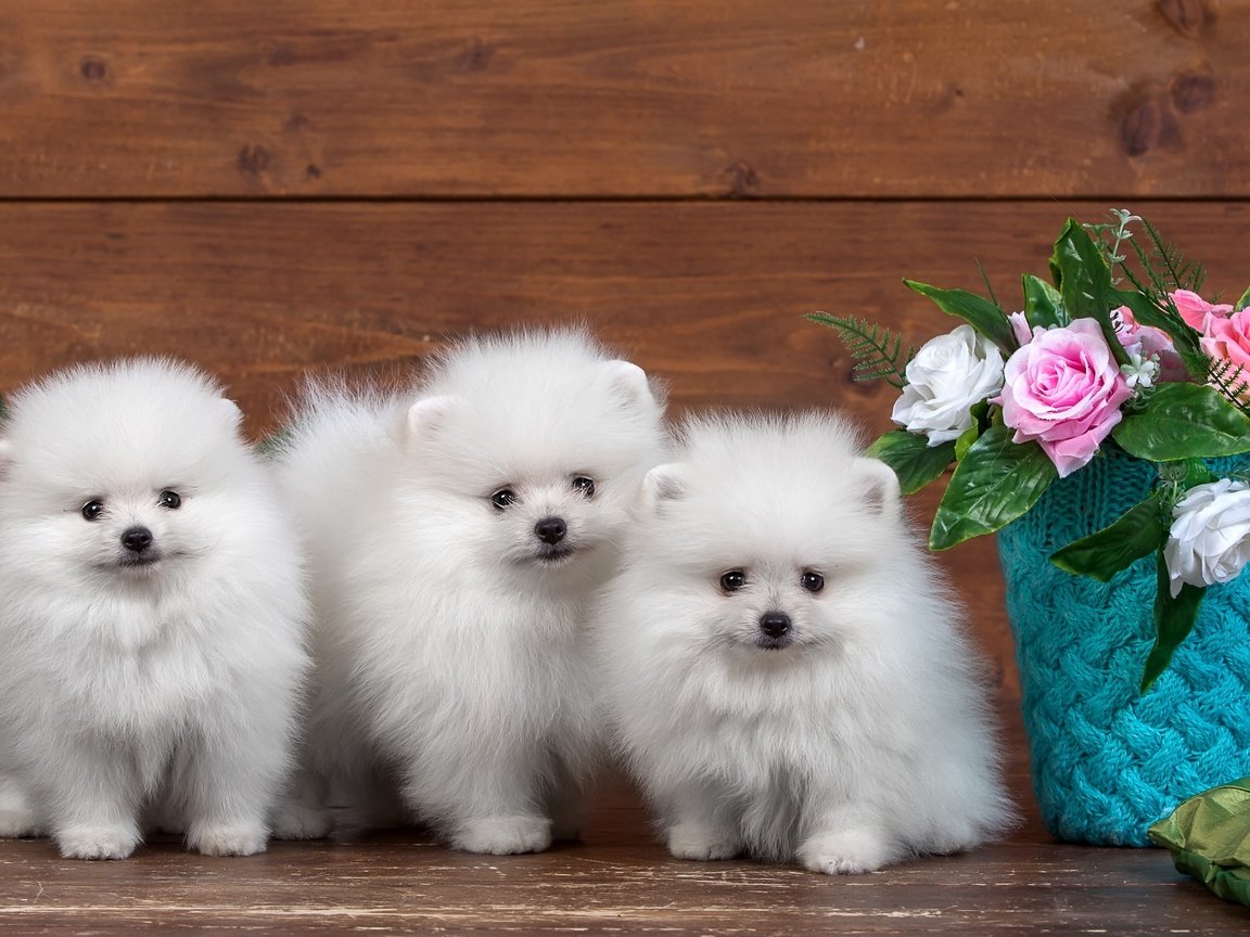 Обои цветы, розы, пушистые, белые, щенки, трио, шпицы, flowers, roses, fluffy, white, puppies, trio, spitz разрешение 3000x1917 Загрузить