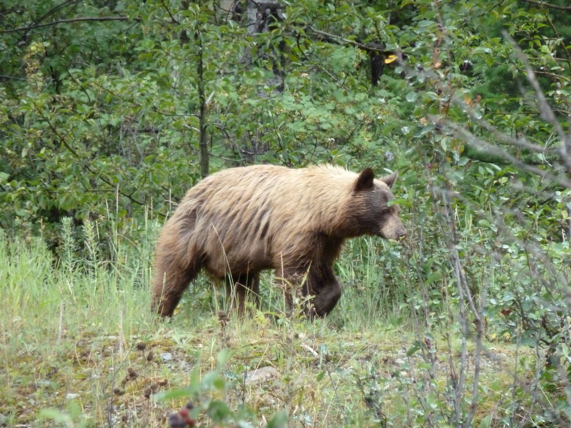 Обои канада, альберта, гризли, провинция альберта, grizzly bear, waterton national park, медведь., уотертон, национальный парк уотертон, canada, albert, grizzly, alberta, bear., waterton, national park waterton разрешение 4000x3000 Загрузить