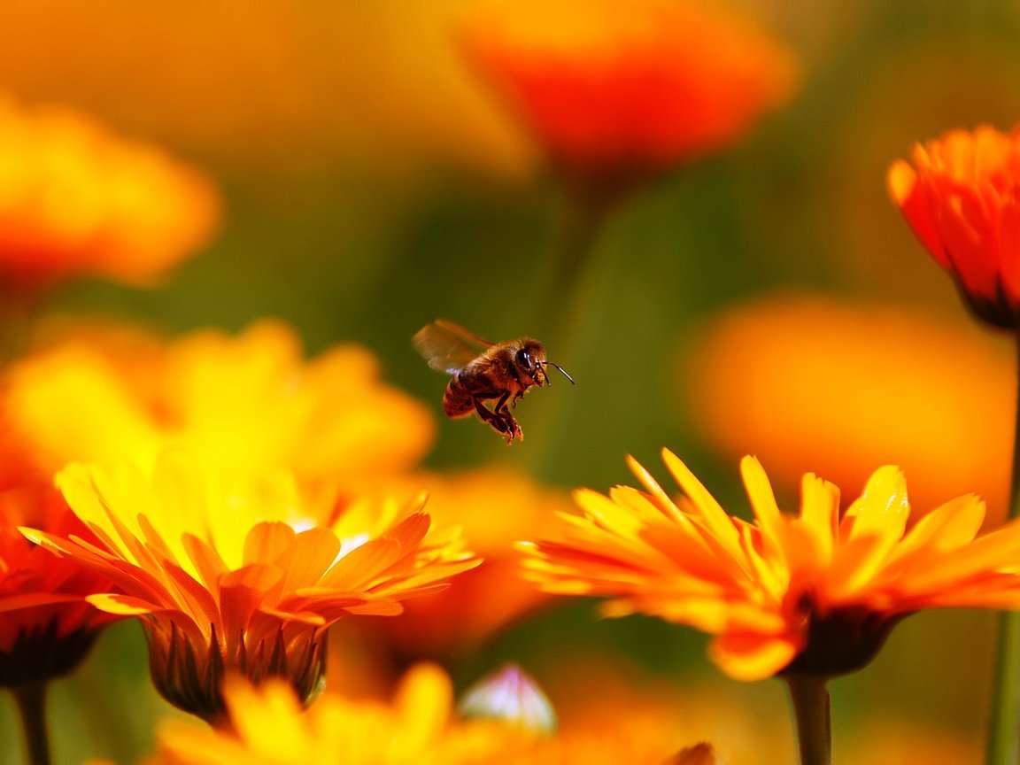 Обои цветы, макро, насекомое, пчела, красивые, flowers, macro, insect, bee, beautiful разрешение 1920x1200 Загрузить