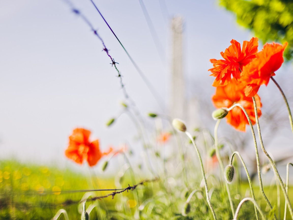 Обои цветы, природа, маки, flowers, nature, maki разрешение 2048x1365 Загрузить