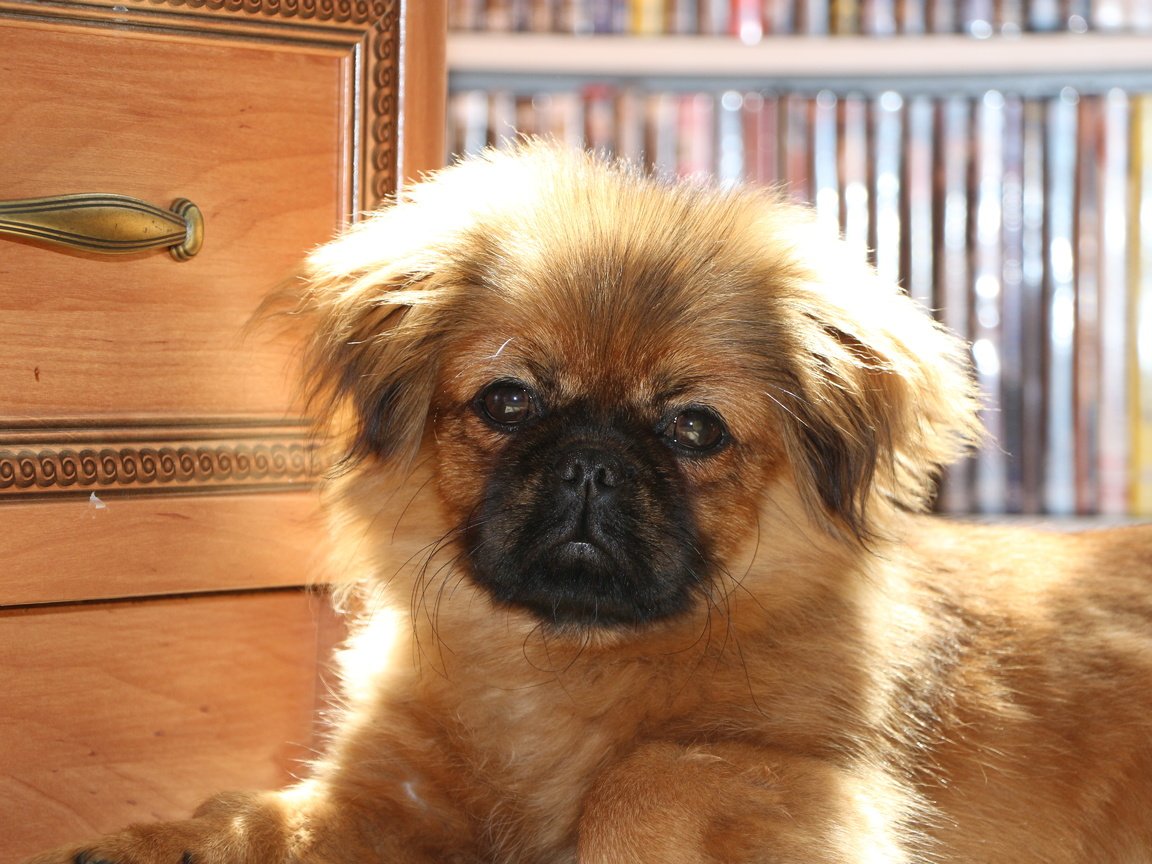 Обои собака, щенок, щенка, cобака, пекинес, dog, puppy, pekingese разрешение 5184x3456 Загрузить