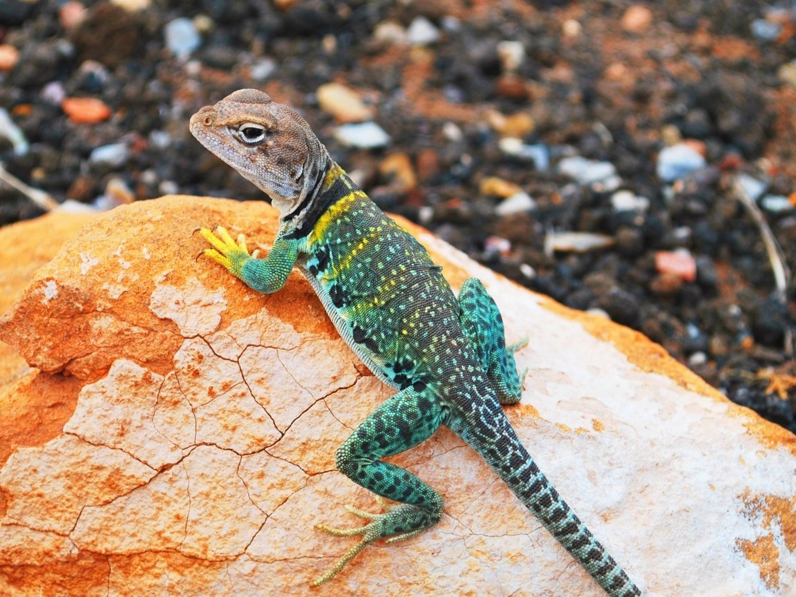 Обои камни, ящерица, геккон, игуана, ошейниковая игуана, stones, lizard, gecko, iguana разрешение 2560x1440 Загрузить