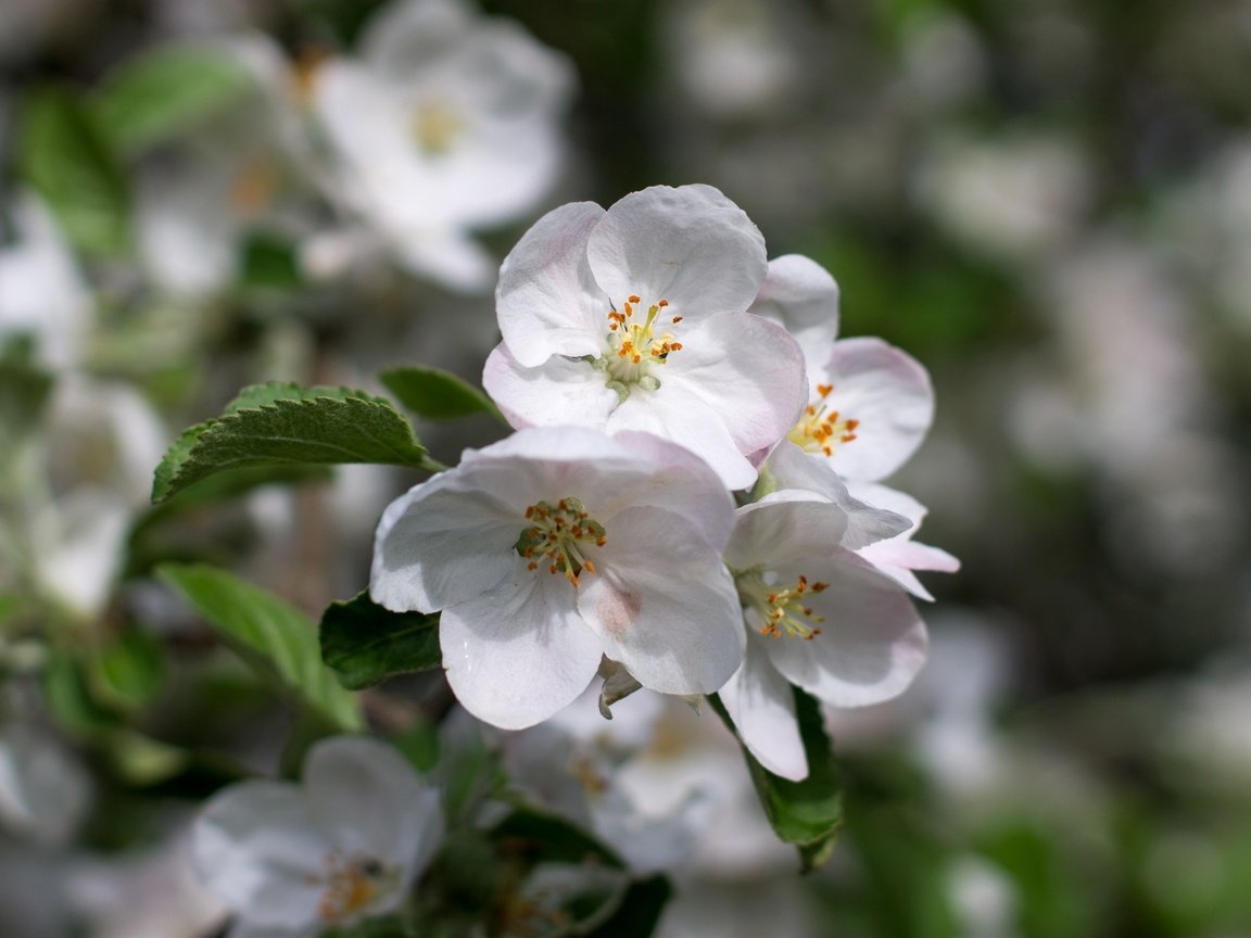 Обои цветение, листья, макро, лепестки, весна, яблоня, боке, flowering, leaves, macro, petals, spring, apple, bokeh разрешение 2400x1600 Загрузить