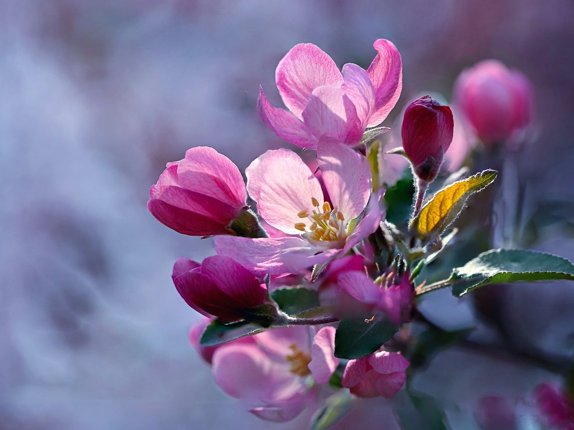 Обои ветка, цветение, макро, яблоня, цветки, branch, flowering, macro, apple, flowers разрешение 2048x1365 Загрузить