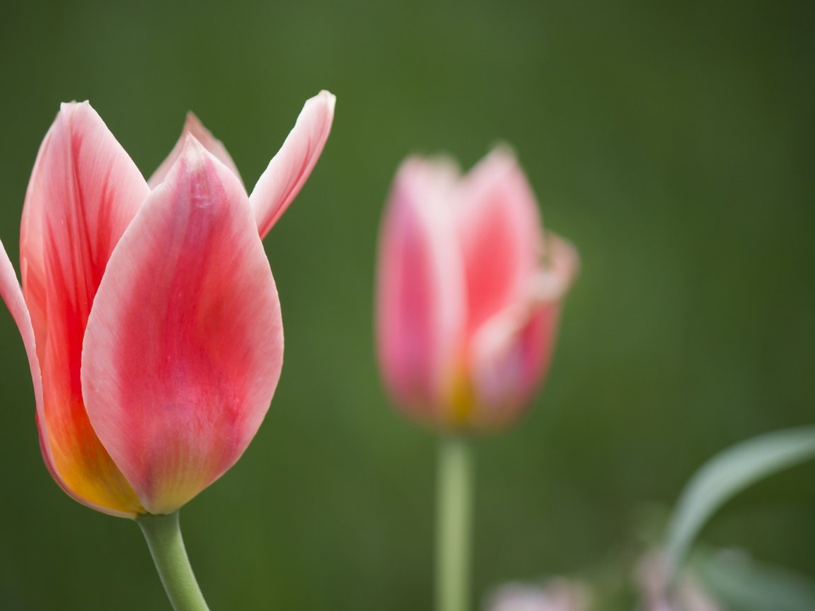 Обои цветы, весна, тюльпаны, боке, flowers, spring, tulips, bokeh разрешение 2880x1800 Загрузить