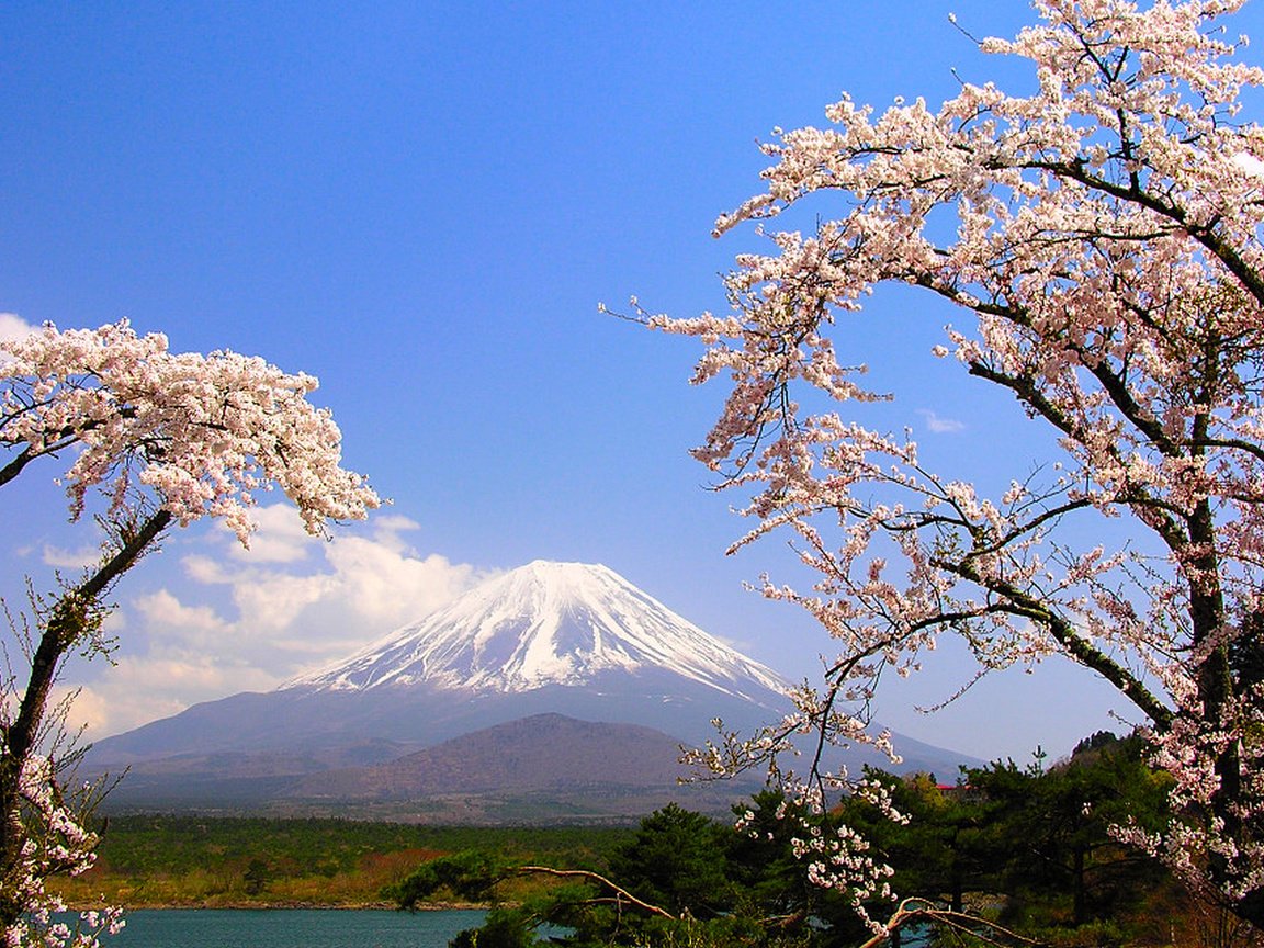 Обои деревья, озеро, гора, япония, весна, сакура, фудзияма, trees, lake, mountain, japan, spring, sakura, fuji разрешение 1920x1200 Загрузить