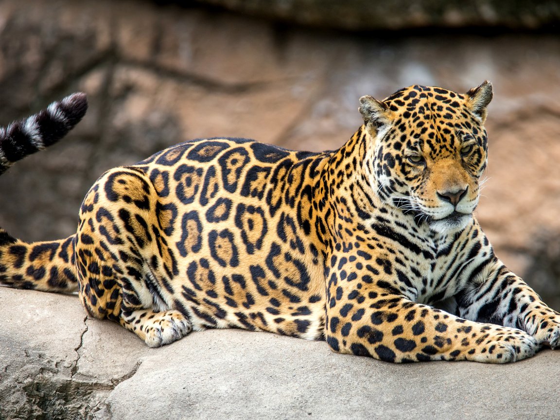 Обои пятна, хищник, ягуар, хвост, spot, predator, jaguar, tail разрешение 2039x1254 Загрузить