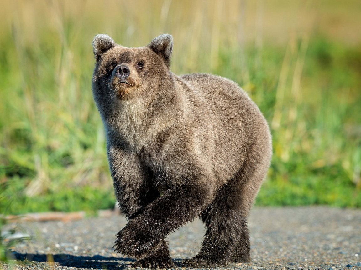 Обои природа, фон, медведь, nature, background, bear разрешение 1920x1249 Загрузить