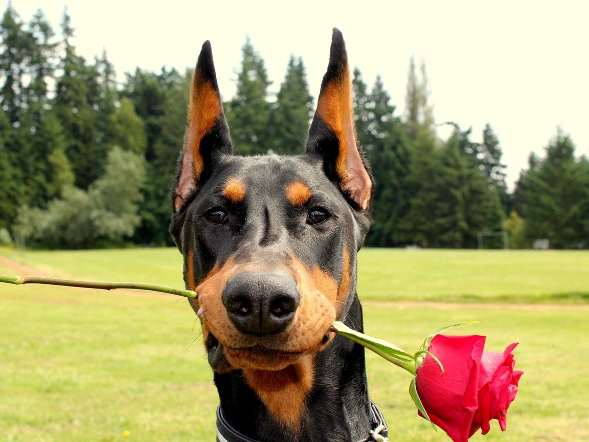 Обои роза, собака, доберман, rose, dog, doberman разрешение 2560x1600 Загрузить