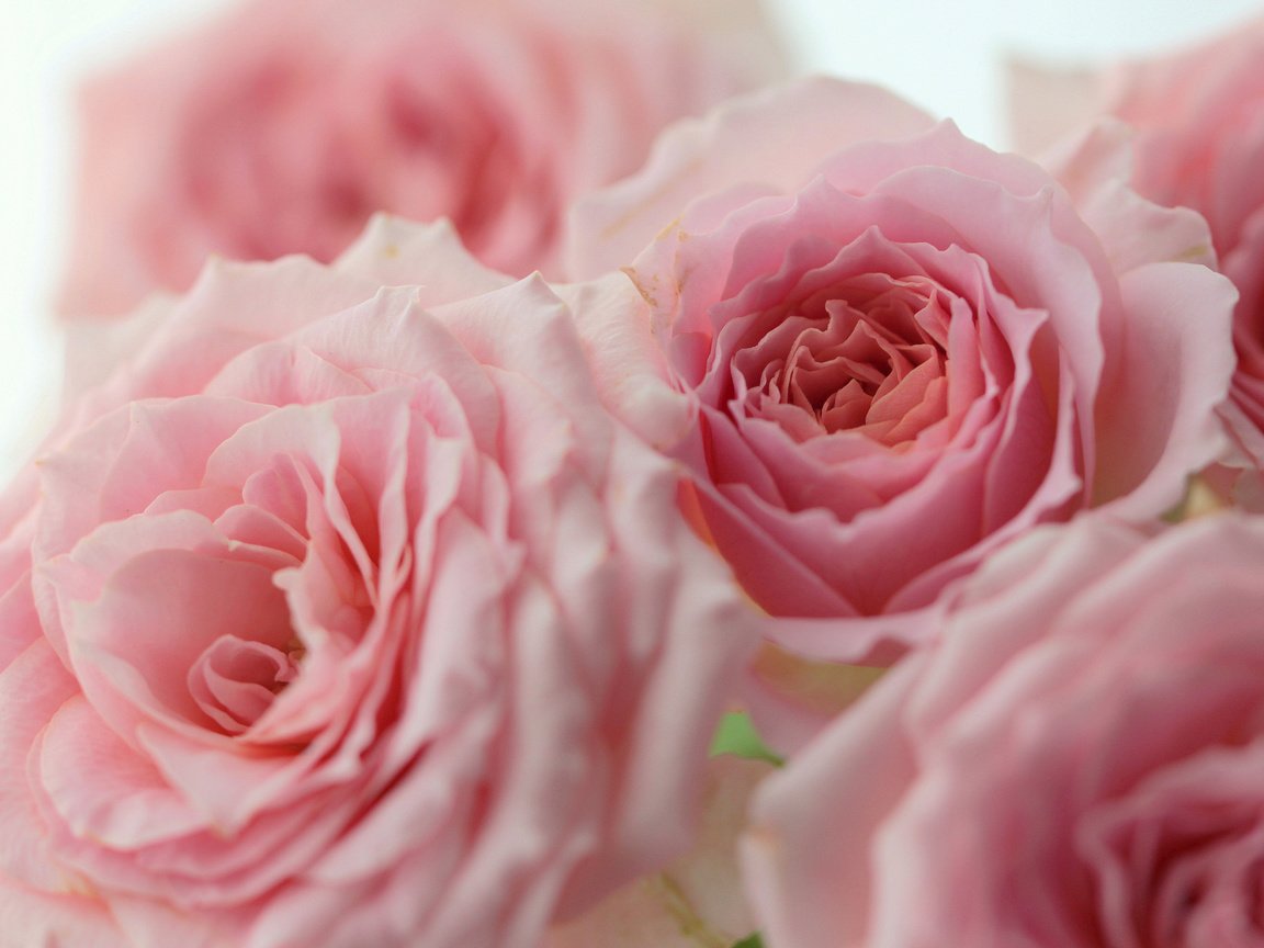 Обои бутоны, макро, розы, розовые, buds, macro, roses, pink разрешение 2048x1365 Загрузить
