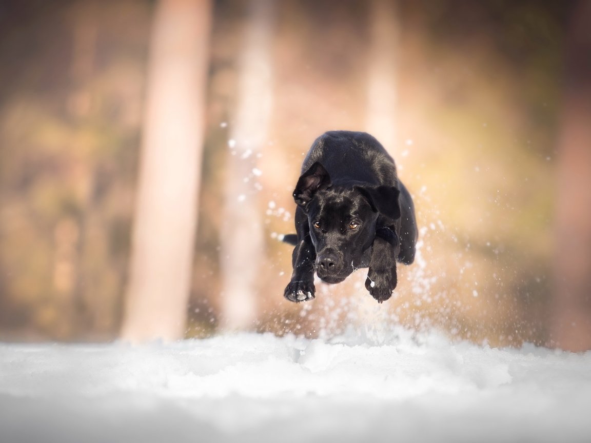 Обои снег, собака, бег, лабрадор, snow, dog, running, labrador разрешение 3520x2212 Загрузить