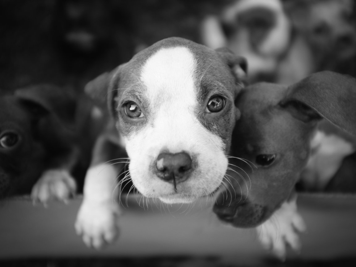 Обои фон, чёрно-белое, щенки, собаки, background, black and white, puppies, dogs разрешение 2048x1365 Загрузить