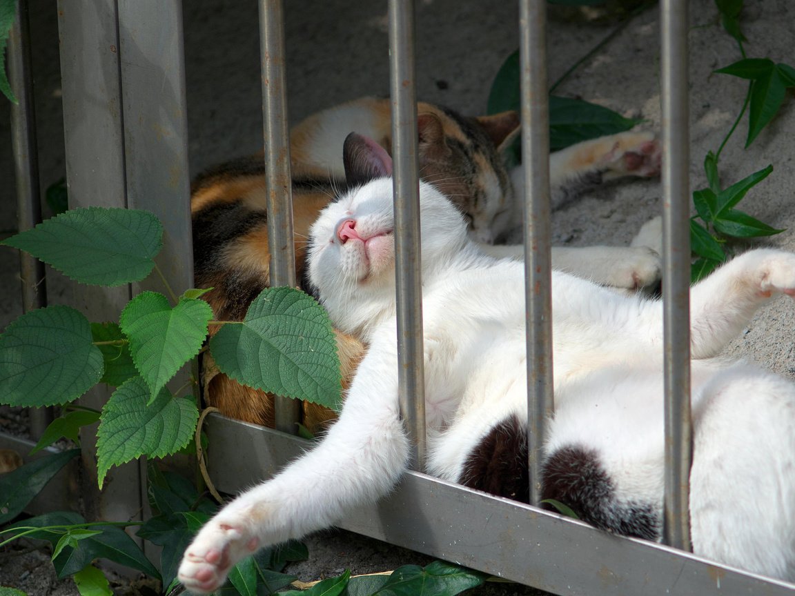 Кошка спит на заборе