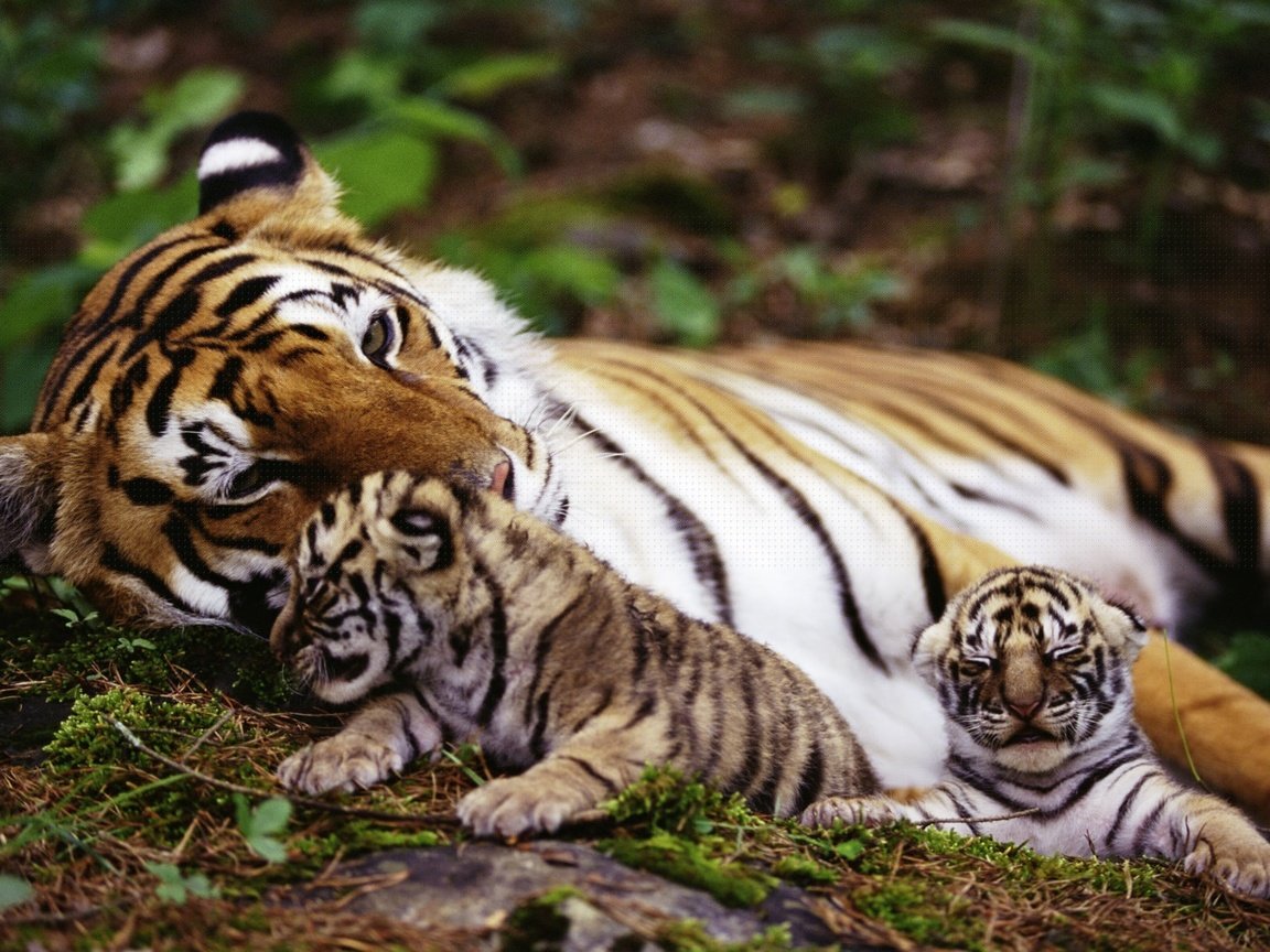 Обои тигр, природа, животные, на природе, животно е, тигры, tiger, nature, animals, tigers разрешение 1920x1200 Загрузить